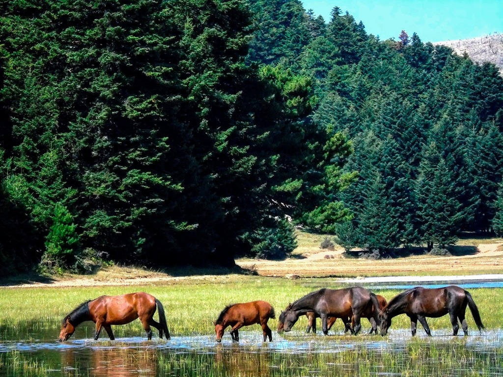 ΖΗΡΕΙΑ: ΛΙΜΝΗ ΔΑΣΙΟΥ - Ταξιδευτές Travellers