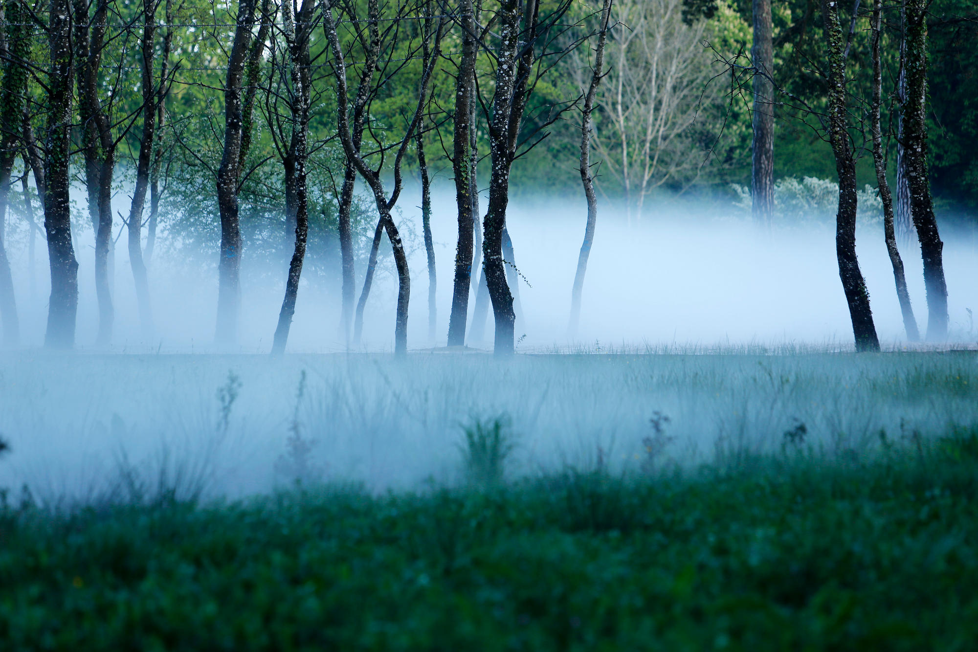 Το έργο Standing Cloud της Fujiko Nakaya ανάμεσα σε σημύδες στο Domaine de Chaumont-sur-Loire