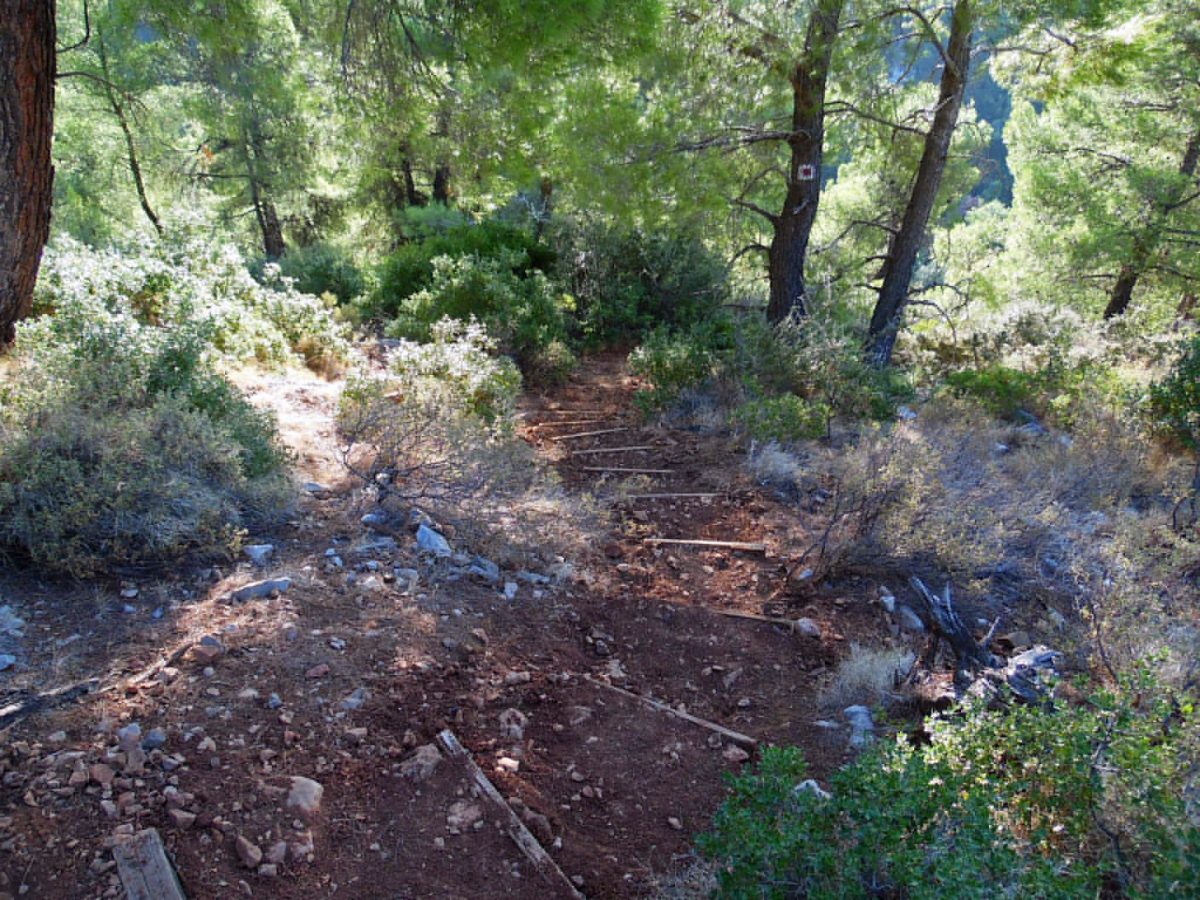 Διαμορφωμένο πέρασμα μέσα στο πευκοδάσος, στο Μονοπάτι της Ηρώς στα Πολιτικά Ευβοίας.