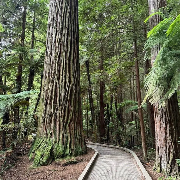 Το δάσος Redwoods
