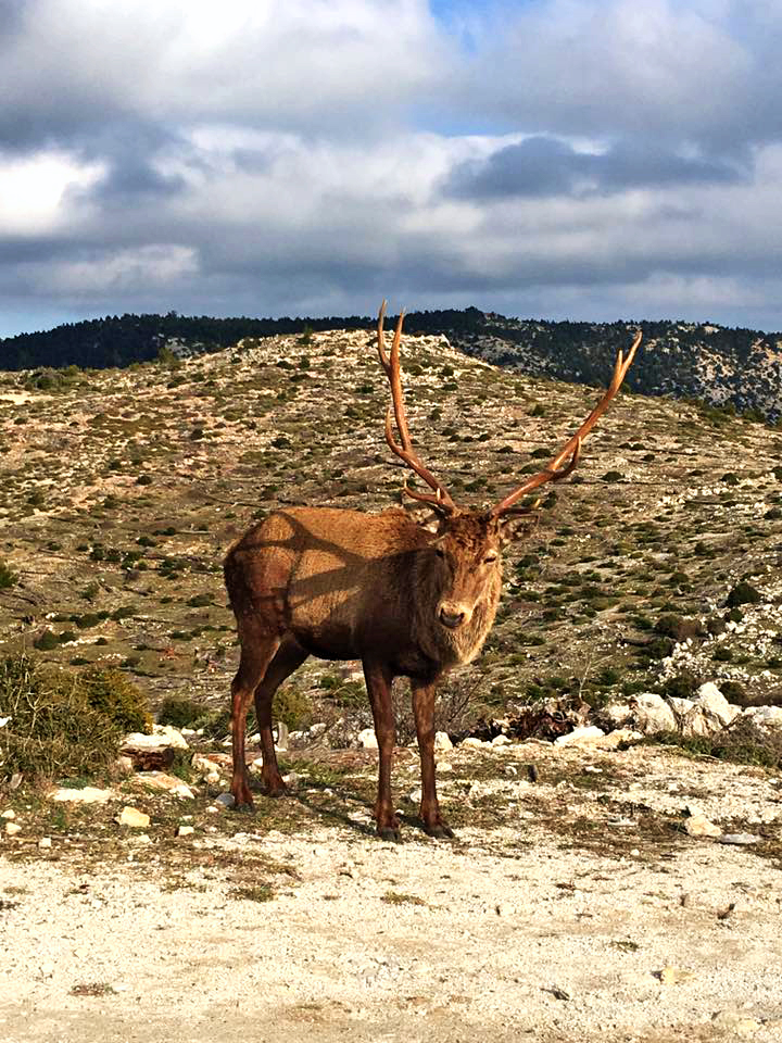 Κόκκινο ελάφι στην Πάρνηθα